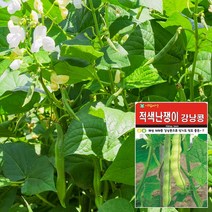 적색강낭콩 씨앗 (30g), 단품