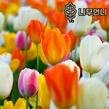 튤립 구근 모음 5구세트 신상품 나무언니, 핑크 임프레션 (5구), 1개