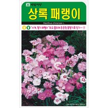 상록패랭이 500립 꽃씨앗 허브씨앗 민속씨앗 아람종묘 23년
