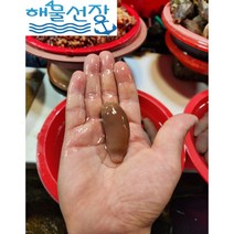 [해물선장] 낚시 미끼용 개불 1마리