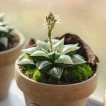 하월시아 옵투사 19종, 12 적염, 1개