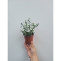 과실수 과실나무 블러드라임나무 소품 10~30cm 69