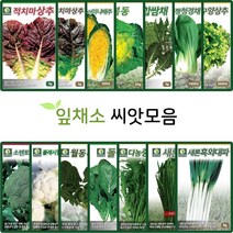 잎 채소 씨앗 상추씨앗 배추 시금치 청경채 치커리 들깨 근대 양상추 쑥갓 양상추 씨, 25.곰보배추 1000립