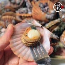 미각기행 통영 비단가리비 10kg, 1개