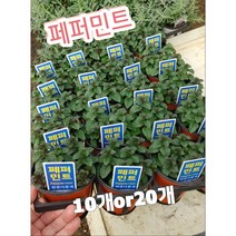페퍼민트-10개or20개/대표적인 민트 종류로 향기가 좋아 여러 사람이 널리 애용하는 허브, 10개
