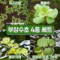 둥둥 수조 위 뜨는 부상 수초 키우기 4종 세트 (SET7), 단품