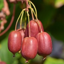 세종식물원 과실수 유실수 빨간 켄스레드 다래 나무 묘목 화분 (망화분묘), 1개