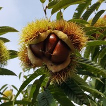 공주밤 옥광밤 햇밤 정안 대보 왕밤 알밤 칼집 밤 2kg 4kg, [칼집x] 알밤 2kg 대