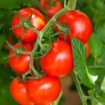 도봉물산특가_[국내산] 영화청과 특급 국내산 방울토마토 750g 생 즙 주스, 1, 본상품선택