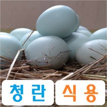 강원고성 청계농장 자연방사 유황 청란 (식용 대란-40구) 유정란 청계란 청계알 무항생제 난각1번, 대란 40구