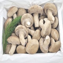 송이향버섯 가격비교 상위 100개 상품 리스트