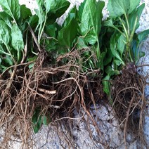 울릉도 부지갱이 나물 뿌리 3년근 이상 50포기/종근/모종/씨앗/구근/묘목/뿌리/울릉도 나물/울릉도취나물/울릉도나물/울릉도명이나물, 부지갱이 뿌리 3년근 50포기