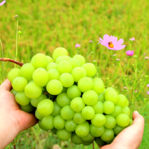 신품종포도 샤인머스캣선물세트 씨없는 청포도 망고포도 샤인머스켓 비가림포도 특등급 못난이(가정용) 1kg 2kg 포도1박스 과일선물, 못난이2kg