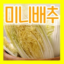 엇갈이배추씨앗 10g 엇갈이배추씨 종자심기 파종키우기