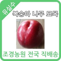 대한조경농원 복숭아 나무 묘목 (1년생 5주묶음)[장호원황도 엘바토 천중도 경봉(오도로끼) 신선 신비 후레부탄 선프레이 천홍 레드골드 환타지아 오월도 슈퍼골드 신품종 설홍 수미 유미 스위트퀸 엘로드림], 환타지아 5그루