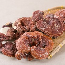 국산 영지버섯 500g dk 국내산 한방재료 한방 약초