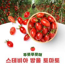 [프리미엄] 달콤한 꿀맛 스테비아 방울토마토 단마토 토망고 샤인마토, 500g, 3팩