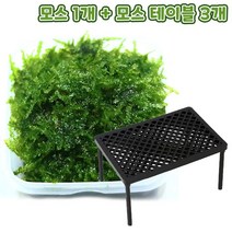 바보사랑 무결점 미니삼각 모스+트리모양 모스활착 3개 세트.미미네아쿠아