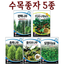 주주씨앗 수목종자 모음전/편백나무/커피나무씨앗/측백나무씨앗/올리브나무씨앗/올리브씨앗/담쟁이덩굴씨앗/덩굴씨앗/편백나무씨앗/아라비아커피/커피나무, 4. 올리브나무 10립