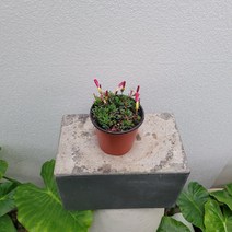 구팔무배특가 원플원 2개 붉은도화사랑초 야생화 소품 10-25cm 59
