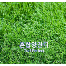 혼합 양잔디 씨앗 5kg 약60평 풀씨 양잔디씨앗 잔디씨 법면녹화 경사면녹화용