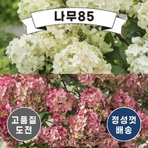 (나무85) 신품종 목수국 쁘띠스타 4치 포트