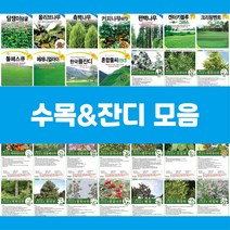 수목 잔디 씨앗 커피나무 비타민나무 라일락 잔디, 23.블랙커런트