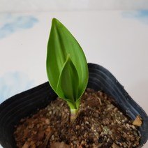 산마늘 모종 2020 새상품, 1개