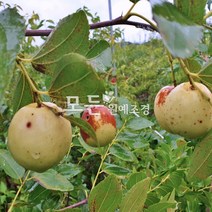 [모든원예조경] 대추나무 묘목 (왕대추) 2년생 분묘 대추묘목 복을불러오는 정원수