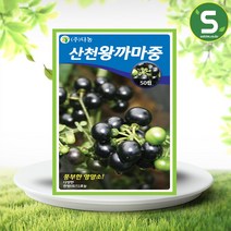 솔림텃밭몰 산천왕까마중씨앗 50립 산천왕까마중 가마중 까마종이, 1개