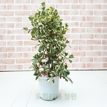 도희씨네 정원>>쏘스윗! 쏘큐티! 스윗하트 고무나무199″ class=”wr-img”></a></div></p></div></p></div></p></div><div class=