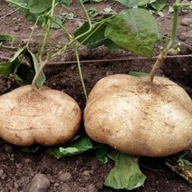 팔공산 히카마감자 멕시코 얌빈 히카마 감자, 히카마감자 10kg