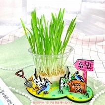 새싹 밀 보리 키우기+관찰일지