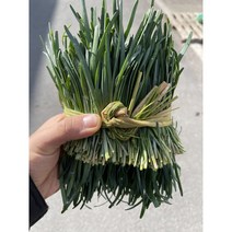 영호네농산물 초벌 부추(전구지), 1box, 1kg