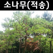 소나무/적송 나무 묘목 키80cm 내외(분) 1개/정원/공원/조경수