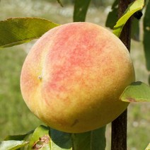 [충북농원] 서왕모 백도 복숭아나무 묘목 - R3분 (화물착불), 단품