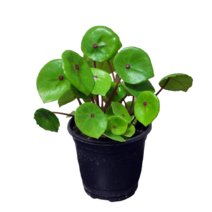 콘치폴리아 베고니아 소품 수입식물 고급식물 인테리어식물 05