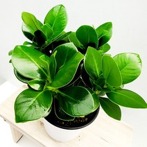 에덴플랜트 크루시아 중품 클루시아 개업선물 집들이선물 키우기쉬운식물 미세먼지제거 공기정화