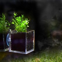 [헬로아쿠아] 수초-플랜트케이스 펄그라스-어항부착형 수중식물, 상세 설명 참조