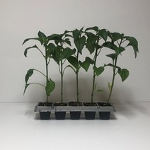미인보라고추 모종 5포기 (규격: 50구 큰 포트)