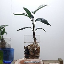 러브코리아 관음죽 수경재배 홈가드닝 둥근 유리화병포함, 단품