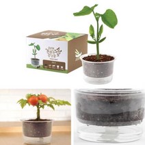 삼투압화분 자동물공급 강낭콩씨앗 세트 흙 778EA, 본품