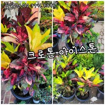 크로톤 아이스톤 005 특 랜덤 공기정화식물/미세먼지/공기정화효과 공기정화식물