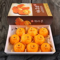 인정에프앤비 올찬 제주직송 한라봉 선물세트특대/대 3kg8-10과 165473