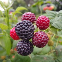 프레쉬하임 햇 슈퍼복분자(블랙베리)5kg, 햇 수퍼복분자(블랙베리)지퍼팩1KgX5개, 5개