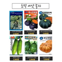 맛있고 당도높은 호박씨앗 단호박 맷돌 쥬키니 땅콩 풋호박 종자 모음세트 (단호박 맷돌호박 쥬키니 애호박 풋호박 땅콩호박 모음세트), 청자풋호박30립