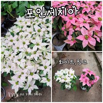 포인세치아 2개 랜덤 공기정화식물/미세먼지/공기정화효과 공기정화식물