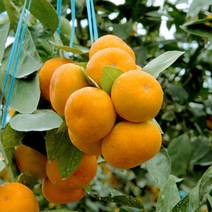 [산지직송] 제주 서귀포 고당도 하우스 귤 2.5kg, 꼬마 2.5kg