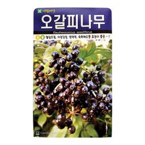 오갈피나무씨앗 200알 오가피 나무 씨앗