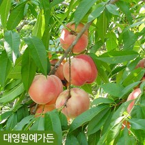 뿌리묘) 복숭아 5종 황도 백도 천도 신비복숭아 개복숭아, 04. 신비복숭아(천도+백도) 접목1년